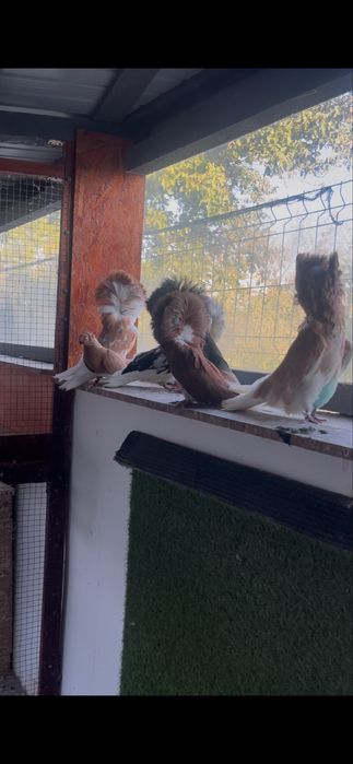 Porumbei Maria stuart