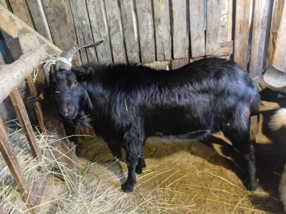 Занен Теке сатылады.