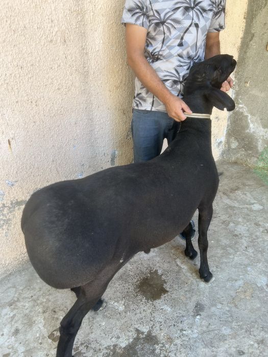 Эҳсон ва маросимлар учун қўйлар, қассоб хизмати