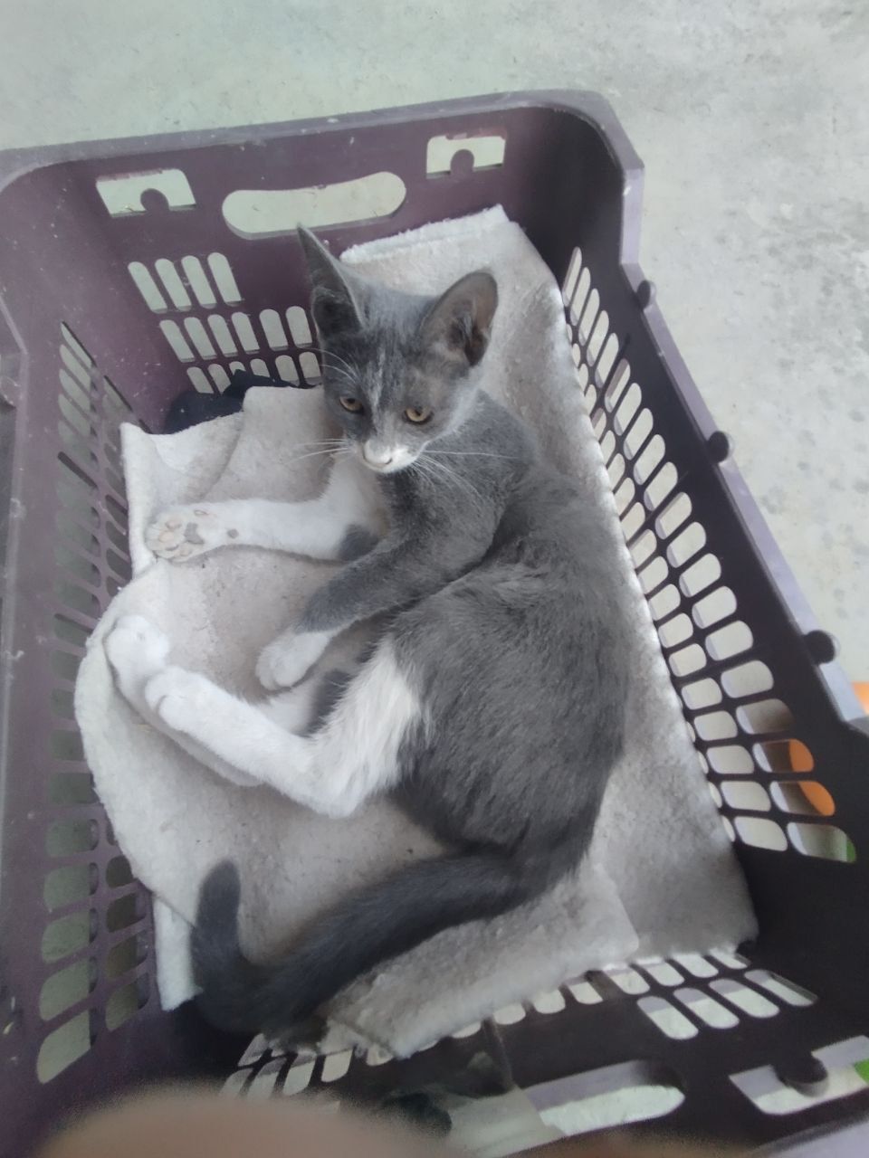 Котята отдам даром