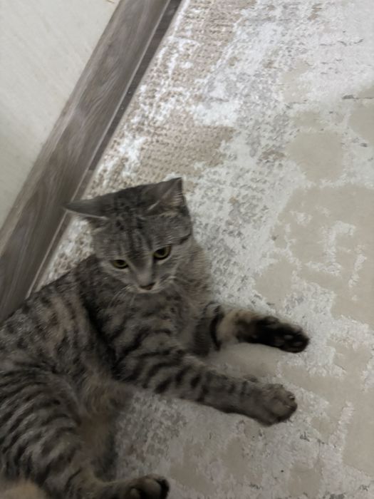 Отдам кошку в хорошие руки.