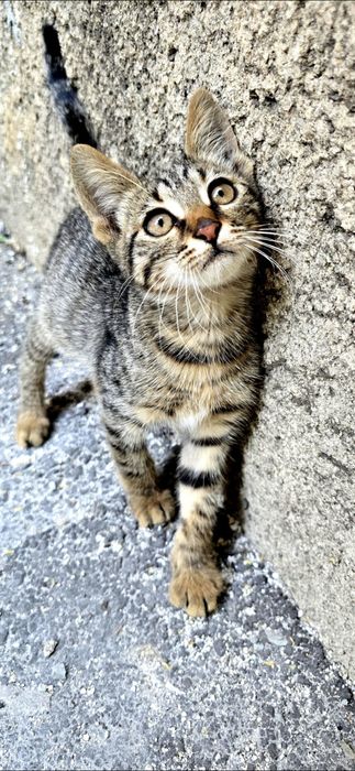 Motanelul Kiko, vaccinat