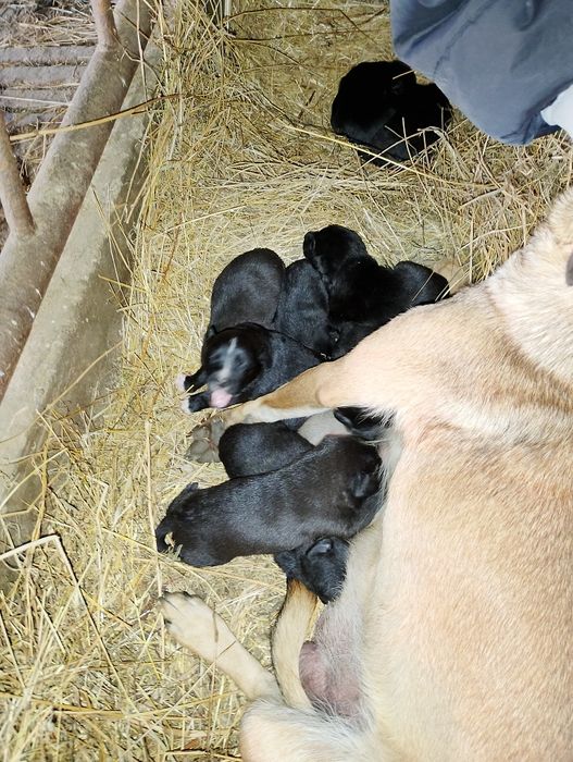 Donez catelusi dragalasi