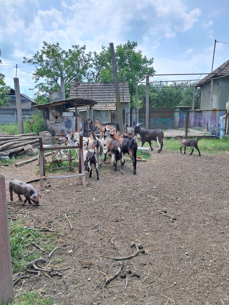 Țap și iezi de vanzare
