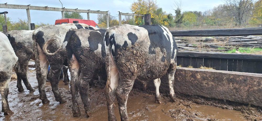 Мъжки угоени телета