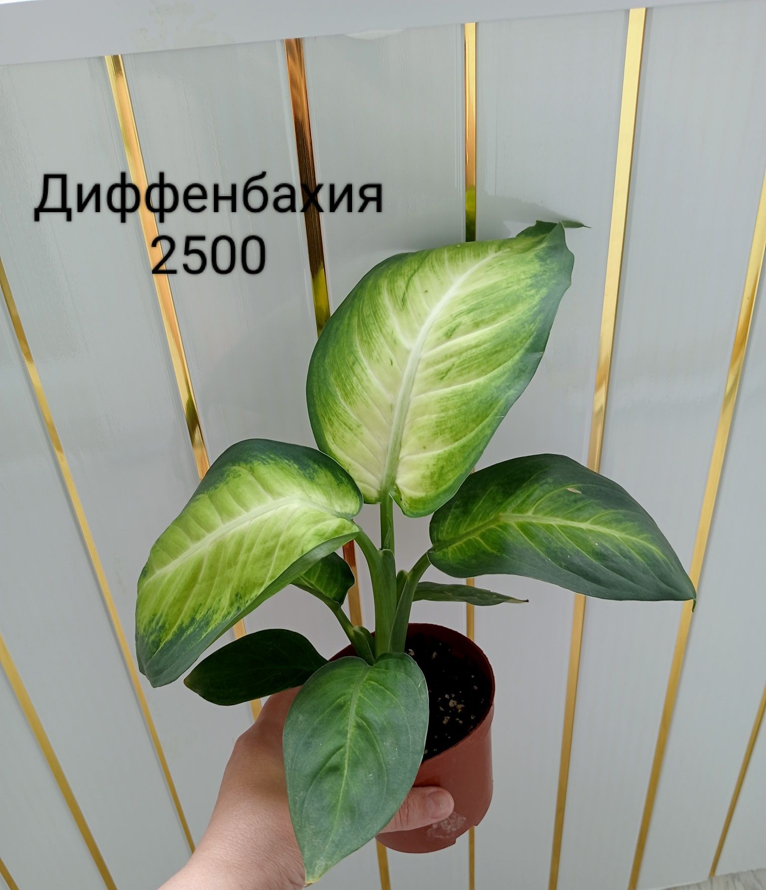 Стрелиция, Драцена, Калатея