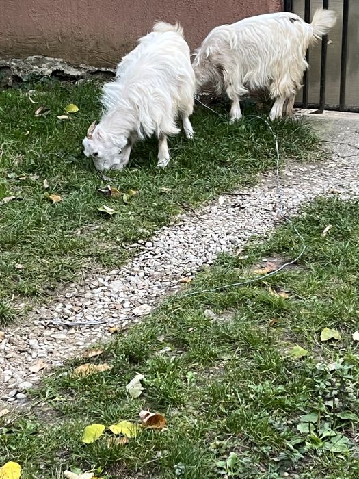 De vanzare 2 iedute de 5 luni