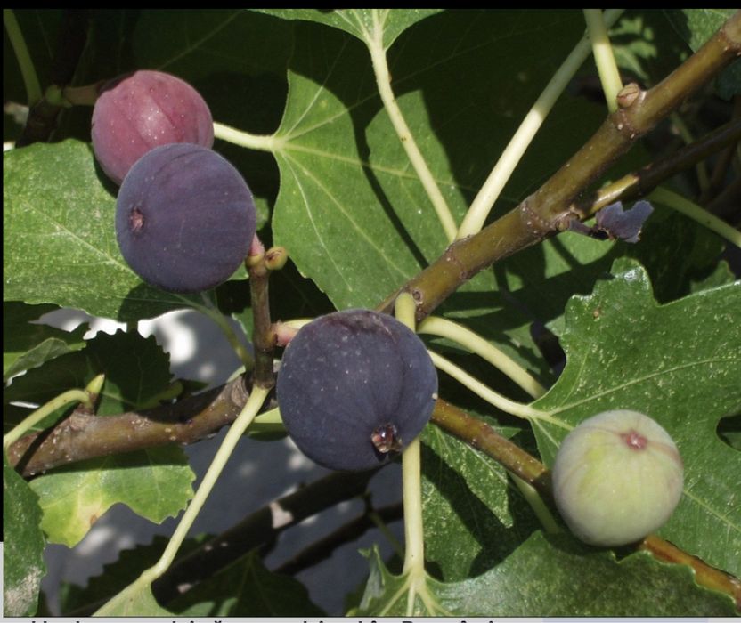 Smochin : soiul ficus carica si black mission