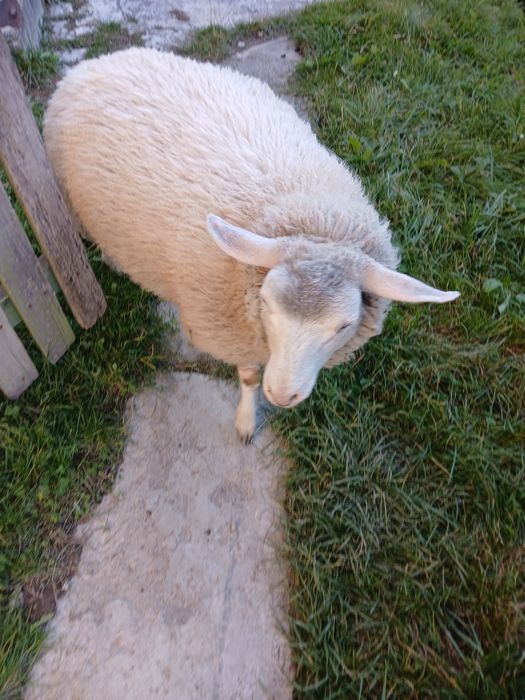 Vând Mieluță Textil