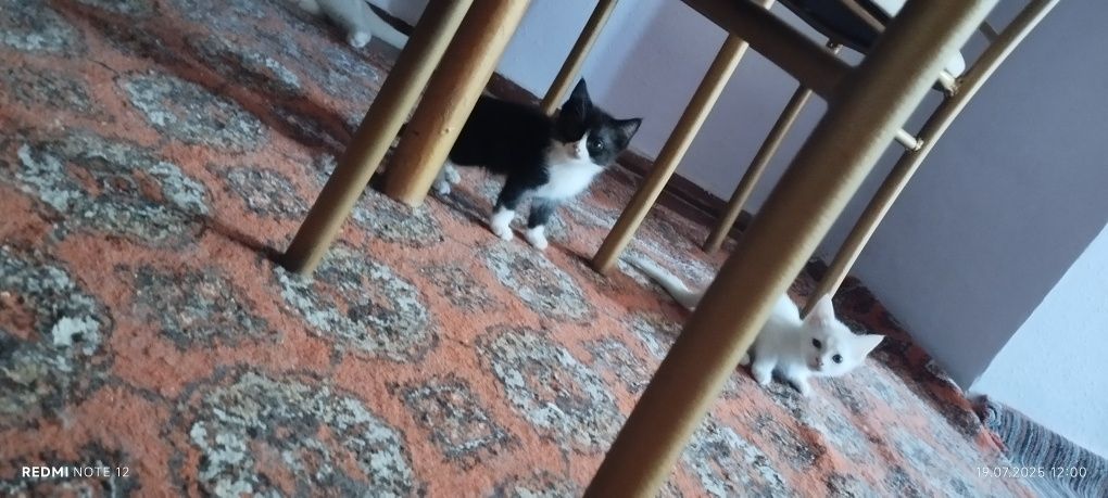 Као мани продяются котята