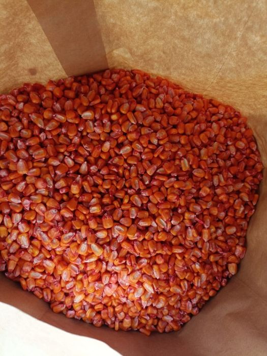 Жүгері ұрығы. Жүгері тұқымы. Российский жүгері гибриды. Семена кукуруз