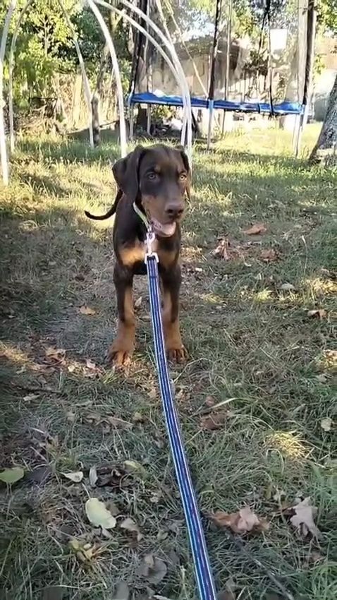Vând femelă doberman maro cu pedigree
