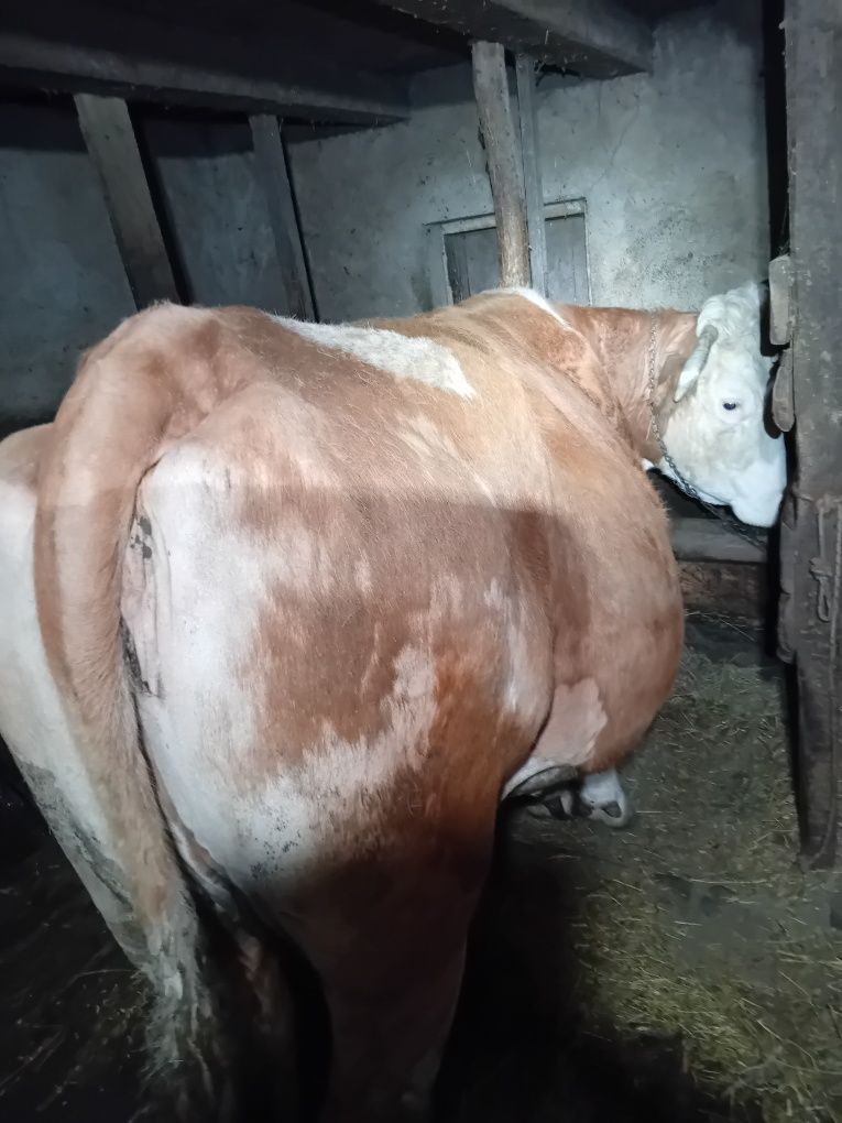 Vând vaca, gestanta în 8 luni
