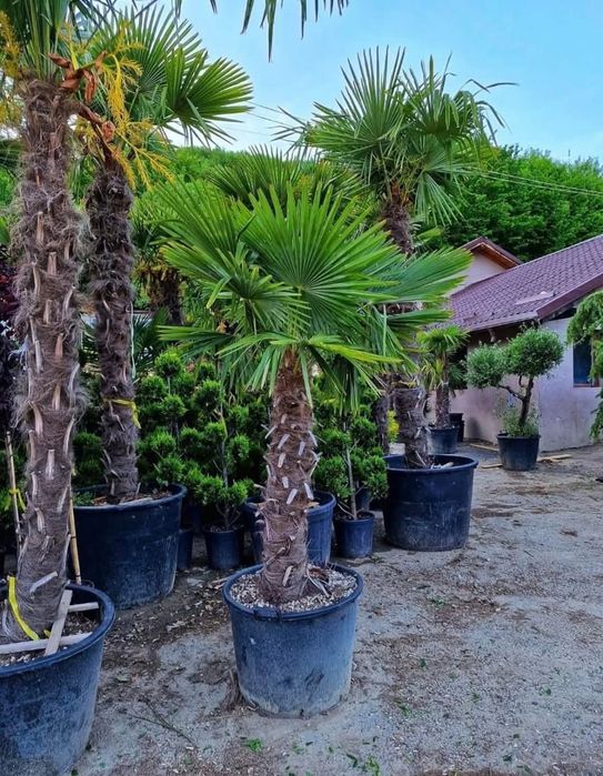 Palmieri trachycarpus Fortunei palmieri morisca