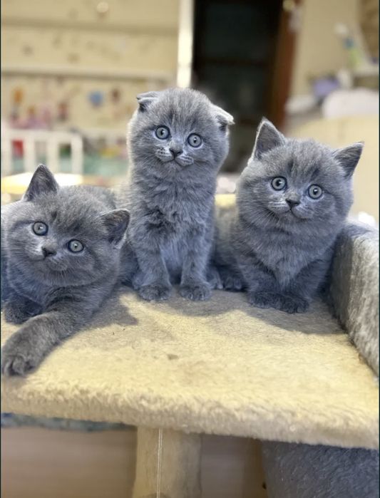 Sotiladi shirin qogirchoqdak mushukchalar