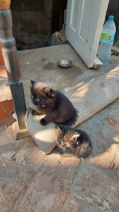 Котята домашние пушистые.