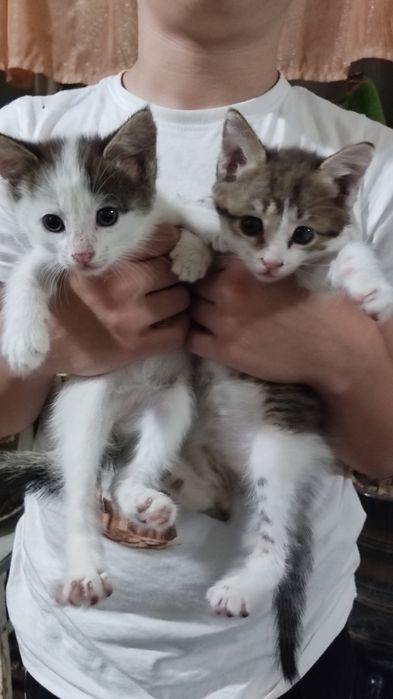 Отдам котят в добрые руки
