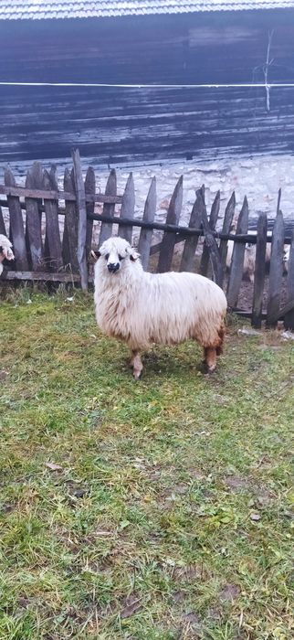 Vând o oaie și un berbec