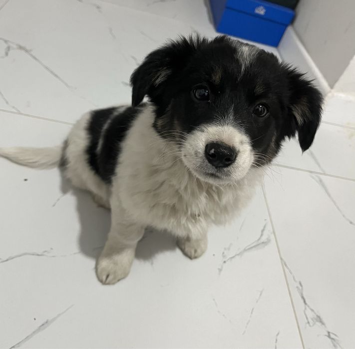 Отдам хорошие руки щенок