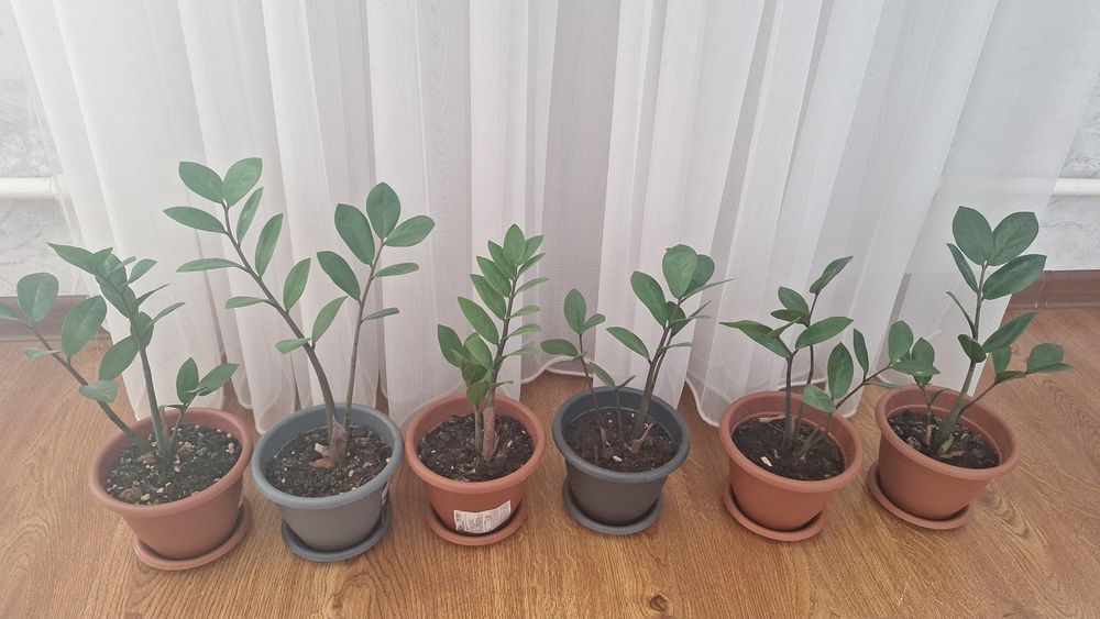 Доллоровое дерево по 1500