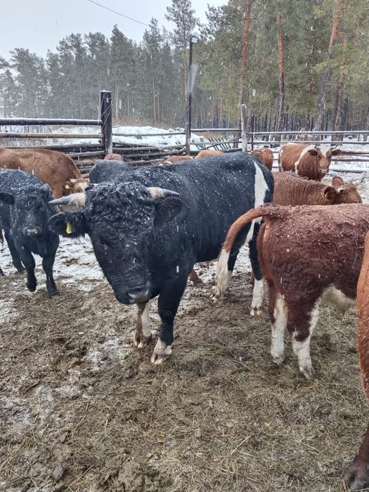 Продам бычков живьём или на согым