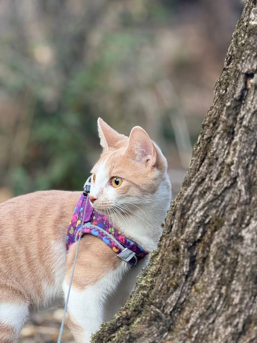 Подарявам две женски котета