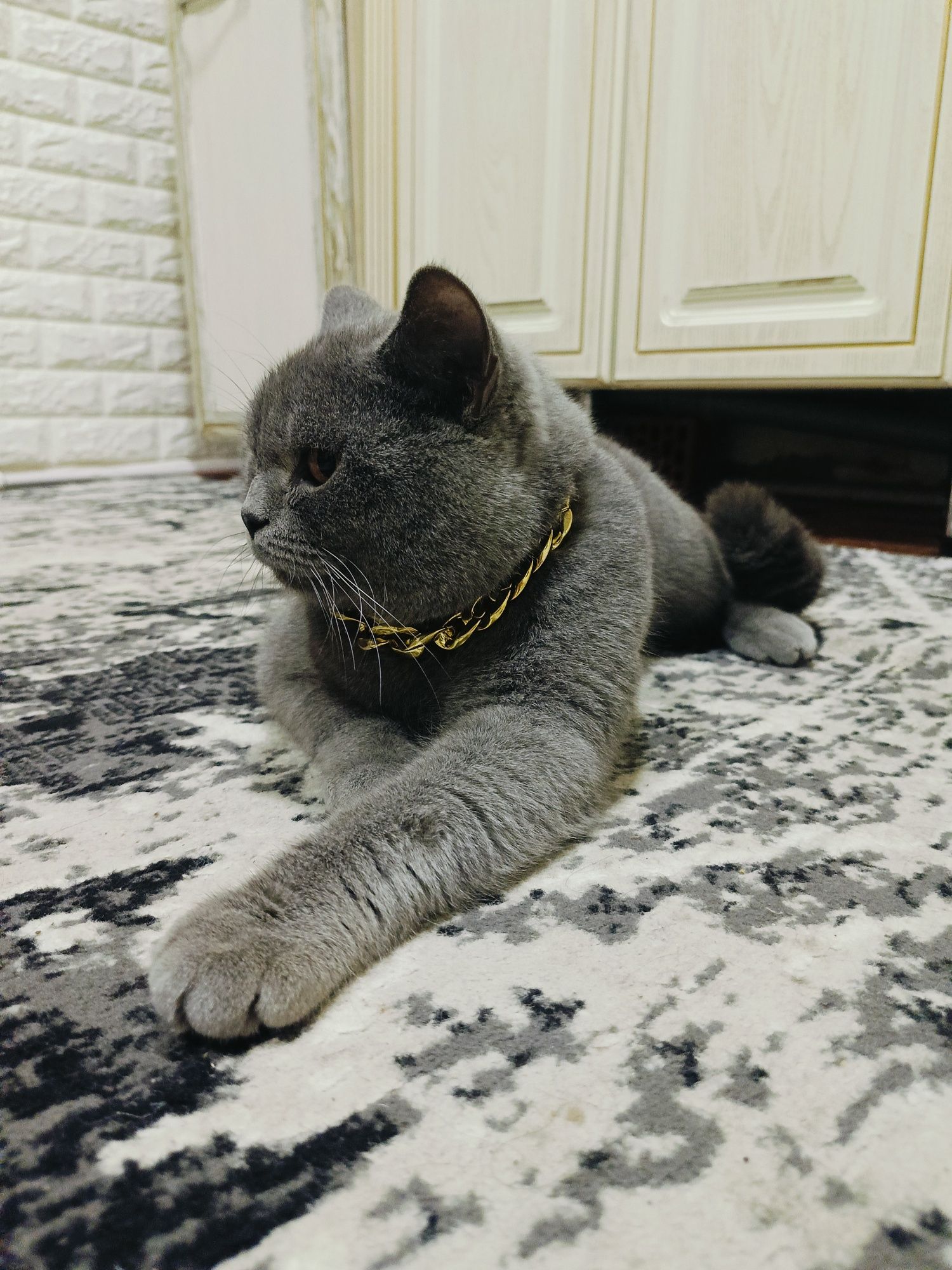 Vyazkaga erkak mushuk bor