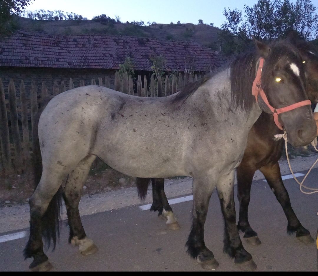 Cai de vânzare  iapa garantata padure etc
