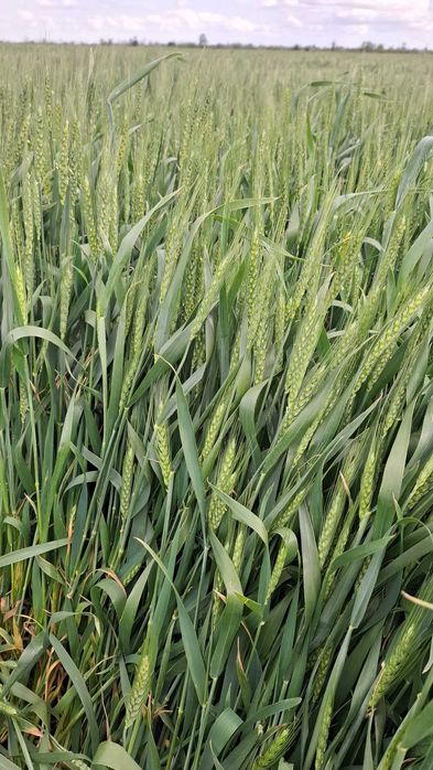 Vând fermă agricola