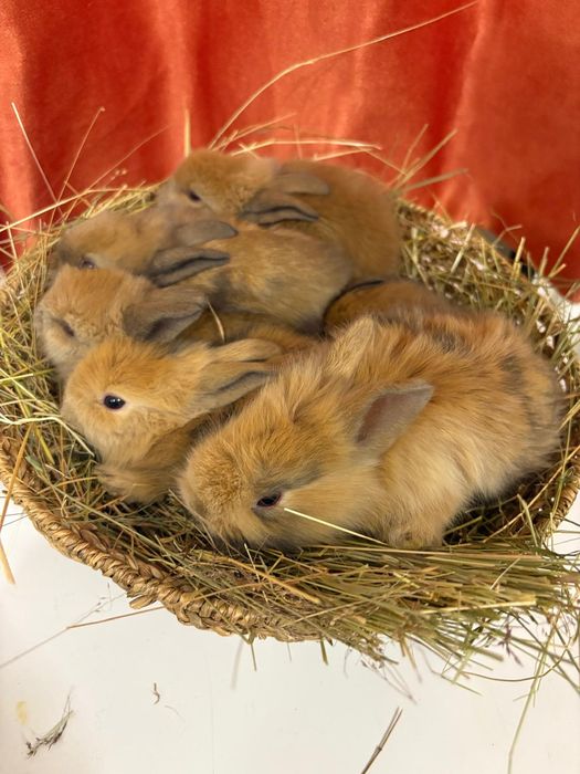 Iepuri cap de leu pitic colorați