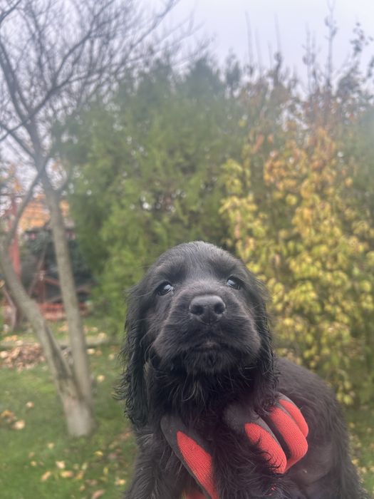 Кучета за трюфели