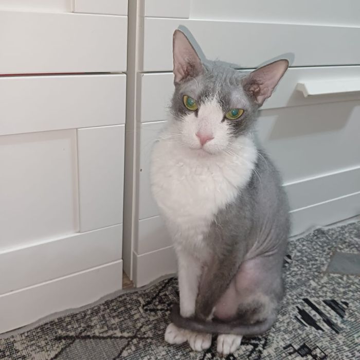 Отдам кота поррды СФИНКС БРАШ