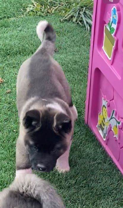 Американска акита