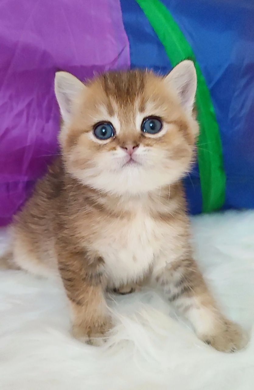 скотиш страйт золотая шиншилла девочка
