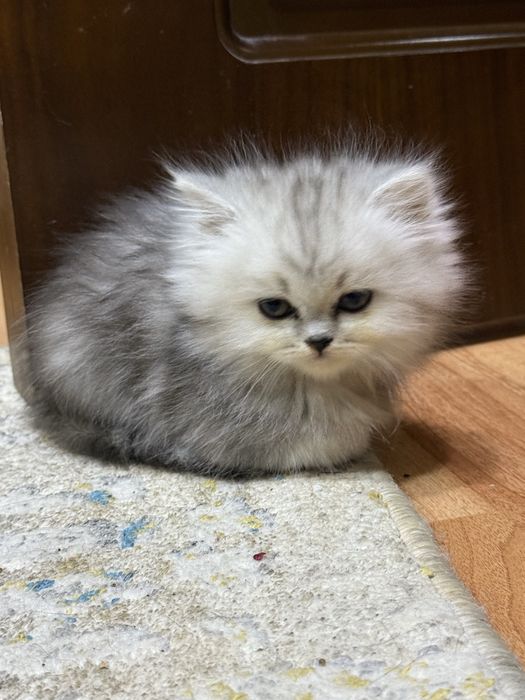 котенок Скотиш страйт