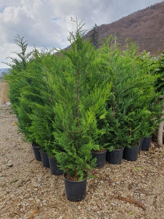 Leylandii – Creștere rapidă și rezistență, Gard viu Leylandri