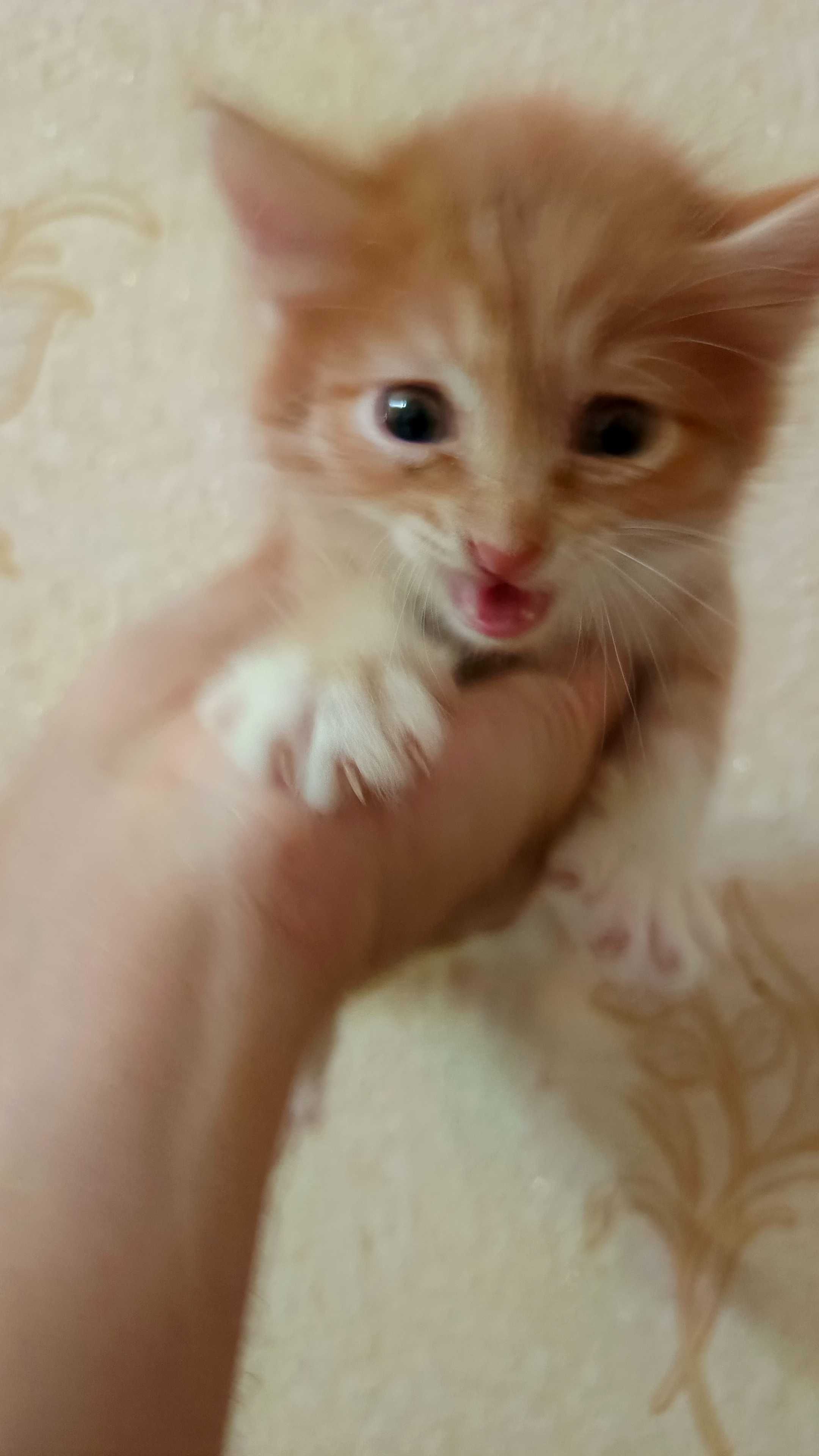 бесплатно котенок, мысык
