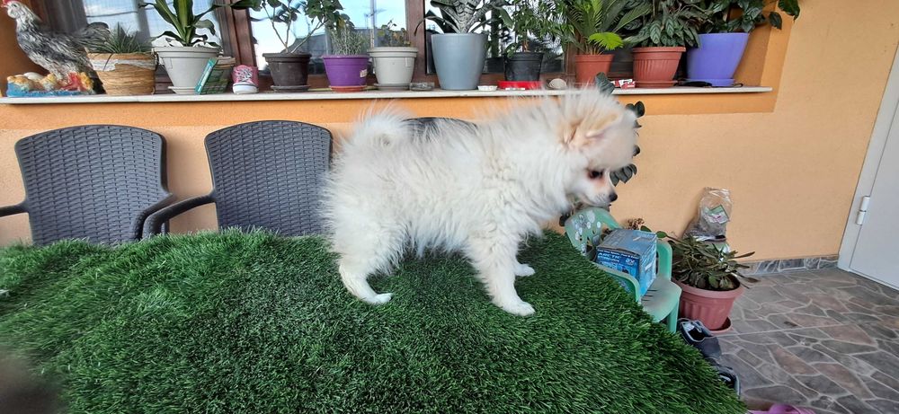 Померанчета  тип топ