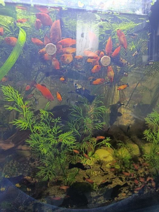 Vand platy si molly pesti acvariu