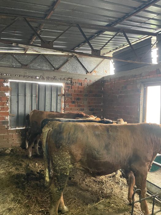 Продавам месодайни телета мъжки