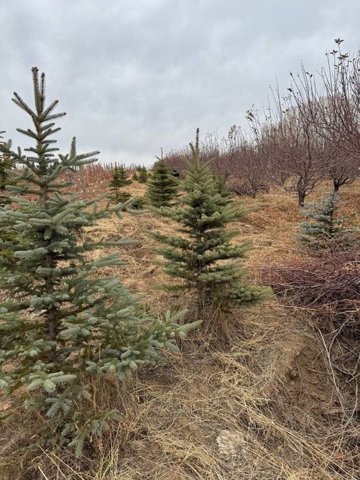 Голубой ел | Archa