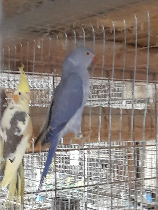 Papagali Micul Alexandru