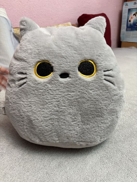 Perna pisicuta Waikiki