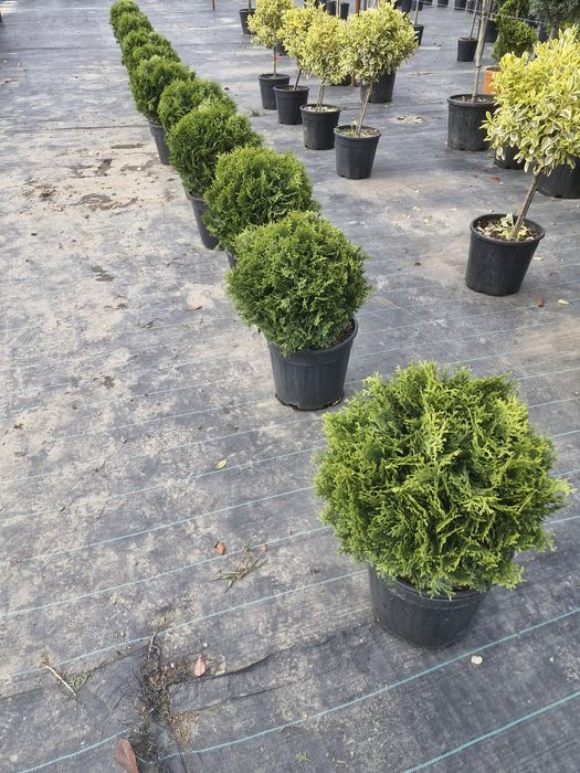 Tuia leylandii super oferta gazon rulou sport rustic