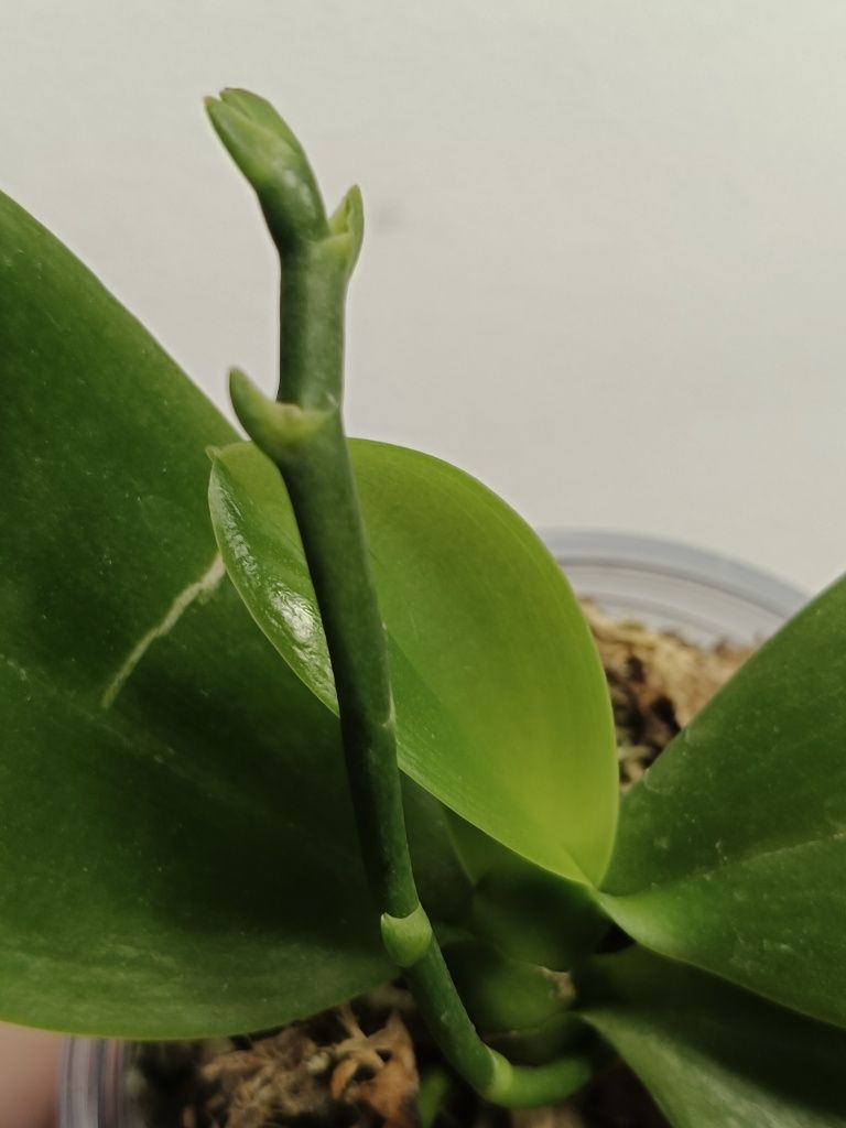 Орхидея Phal. Lyndon Mix Zebra ‘870’ — звезда в мире орхидей!