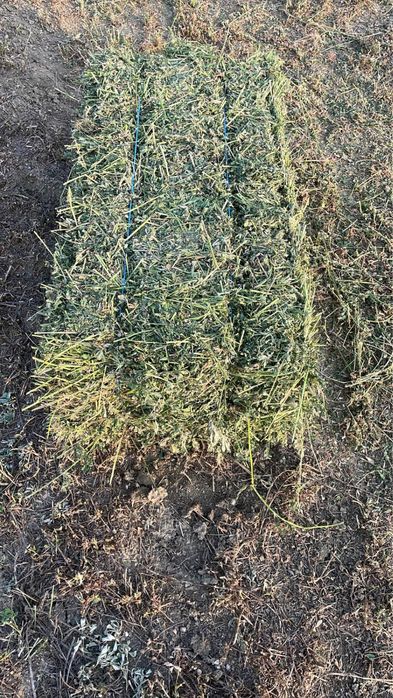 Vând baloti de lucerna Coasa 5