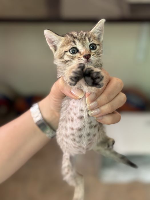 отдам в добрые руки котенка