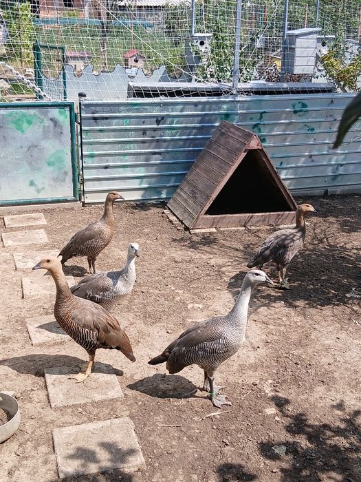 De vânzare păsări exotice