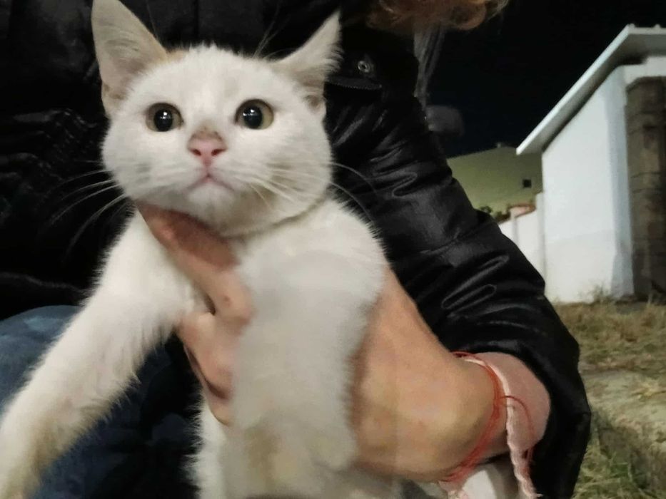 Котенца за осиновяване