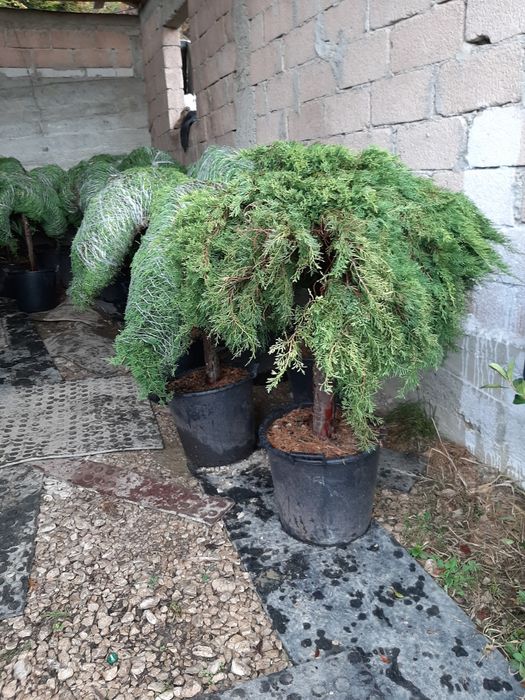 Vindem Brazi arginti si verzi tuia etc